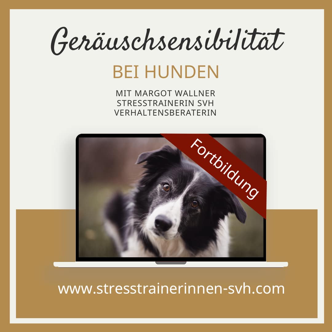 Geräuschsensibilität bei Hunden Lehrgang Fortbildung