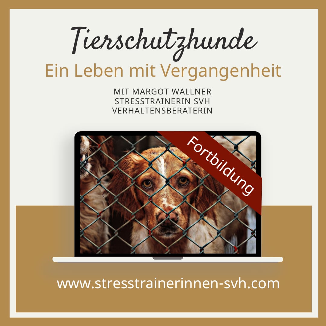 Lehrgang Fortbildung Tierschutzhunde