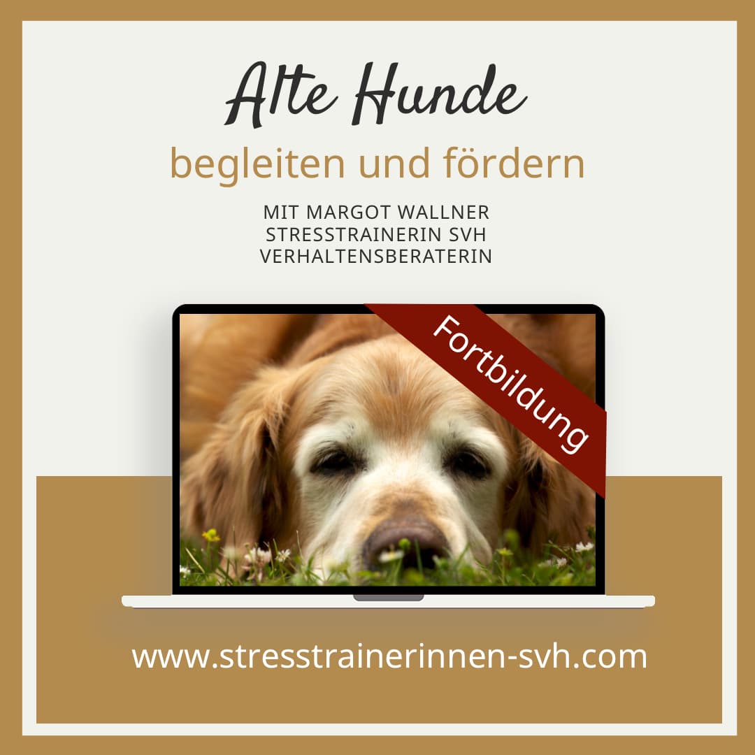 Alte Hunde Lehrgang Fortbildung