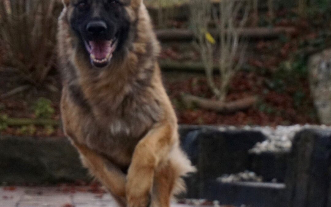 Aggression bei Hunden Beschädigung Stress
