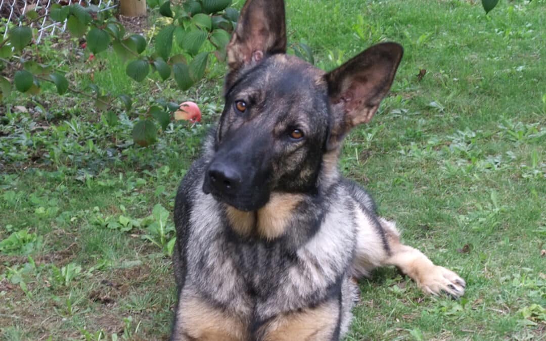 Bindung und Beziehung im Hundetraining